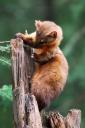 pine-marten_s.jpg